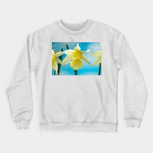 Narcissus  &#39;W.P. Milner&#39;   Division 1  Trumpet  Daffodil Crewneck Sweatshirt